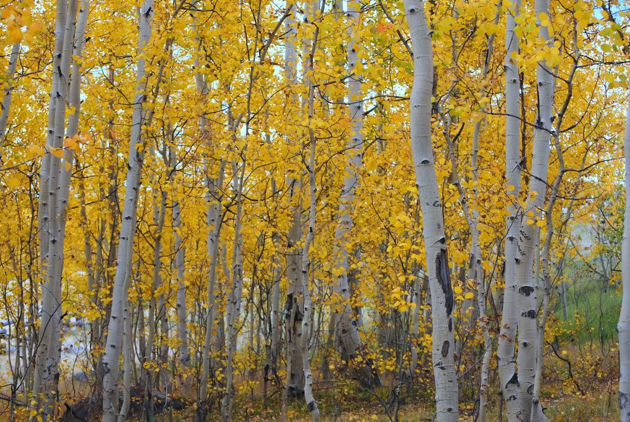 Picture of fall trees with yellow leaves